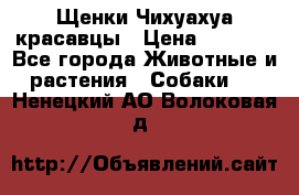 Щенки Чихуахуа красавцы › Цена ­ 9 000 - Все города Животные и растения » Собаки   . Ненецкий АО,Волоковая д.